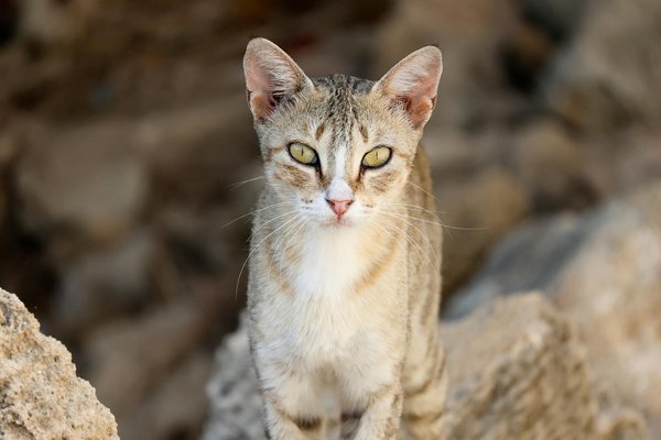 Wie verändert Augmented Reality den Einzelhandel?